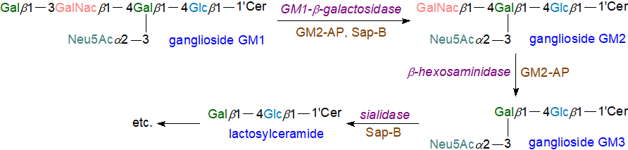 Lysosomal ganglioside degradation