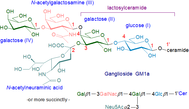 Structural formula of ganglioside GM1a