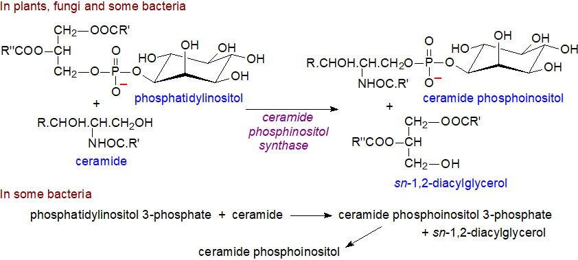 Biosynthesis of ceramide phosphoinositol