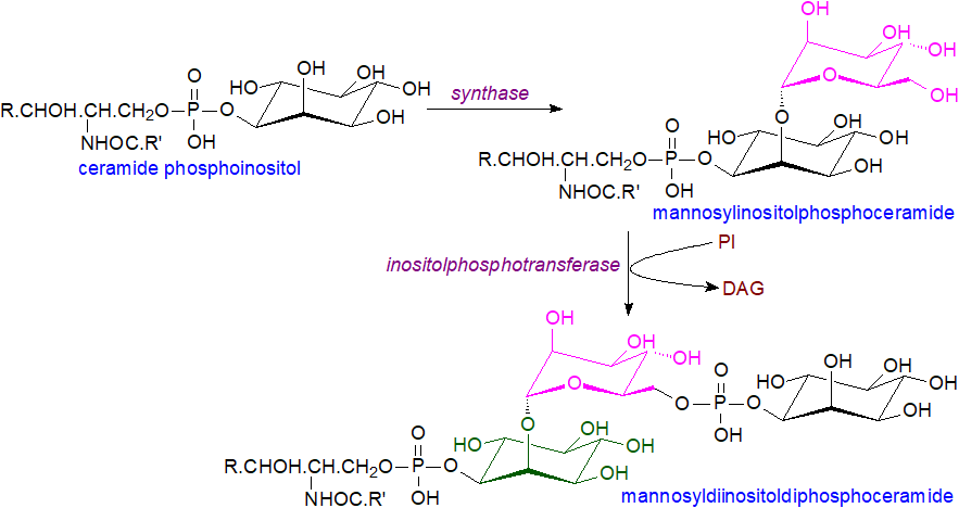 Biosynthesis of complex phosphosphingolipids in S. cerevisiae