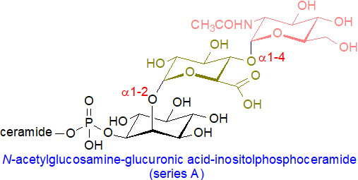 Structural formula of N-acetylglucosamine-glucuronic-inositolphosphoceramide