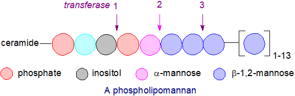 Formula of a phospholipomannan