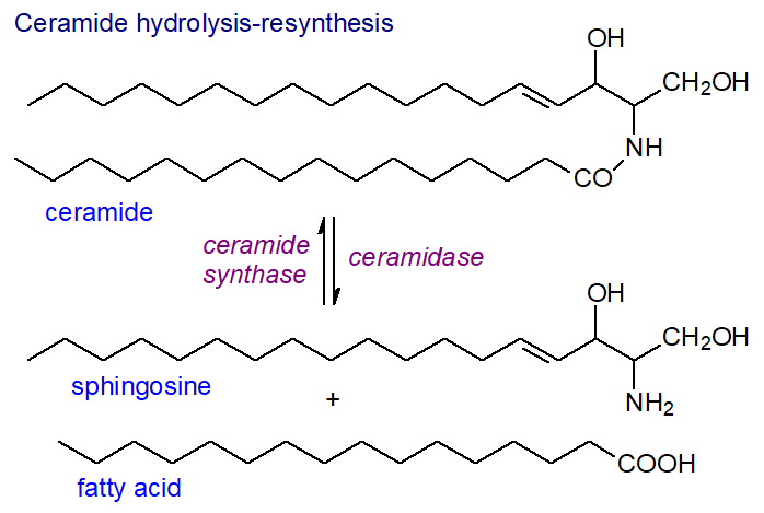 Free sphingosine production from ceramide