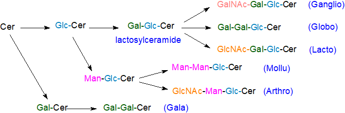 Biosynthesis of neutral oligoglycosphingolipids