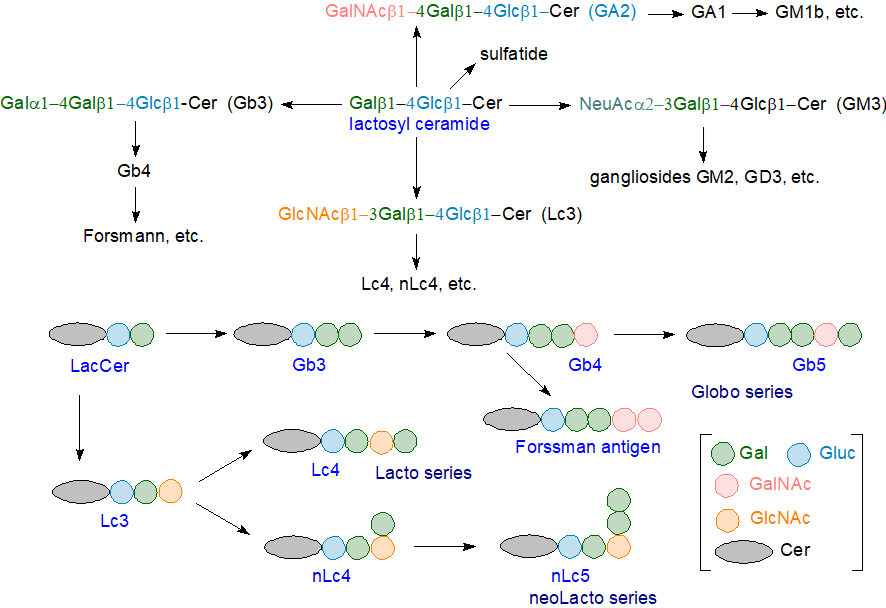 Biosynthesis of complex oligoglycosylceramides