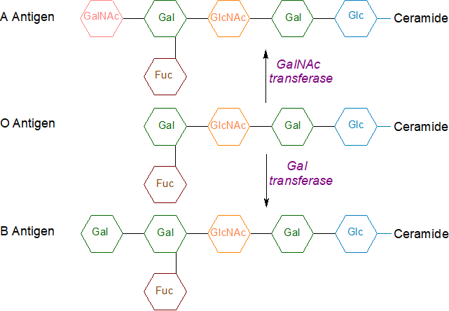 Biosynthesis of the blood group antigens