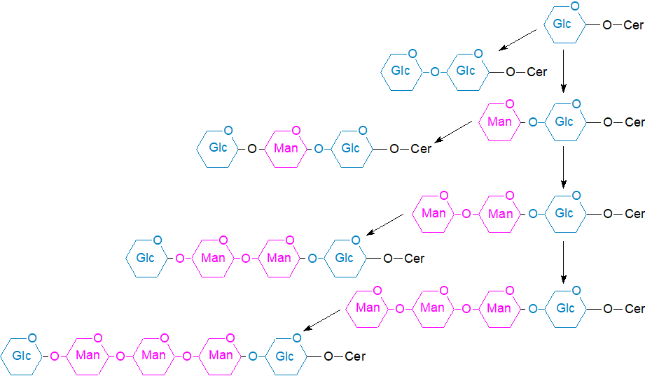 Biosynthesis of oligoglycosylsphingolipids in higher plants