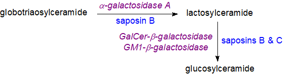 Catabolism of oligoglycolipids in animals