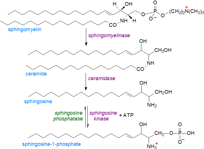 Biosynthesis of sphingosine-1-phosphate