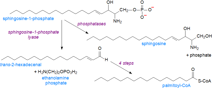 Catabolism of sphingosine-1-phosphate