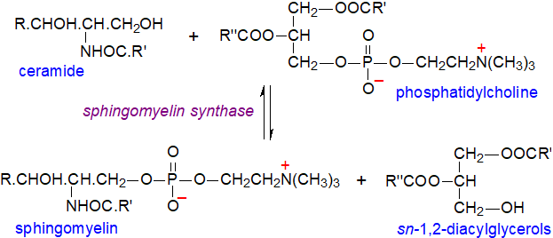 Biosynthesis of sphingomyelin