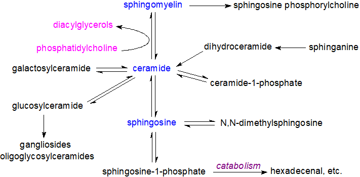 The sphingomyelin cycle