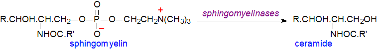 Catabolism of sphingomyelin - sphingomyelinases