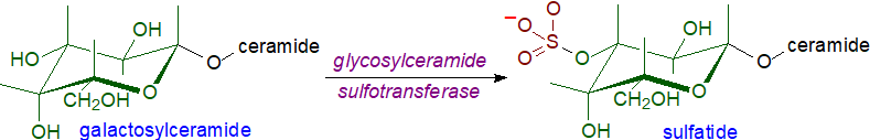 Biosynthesis of glycosphingolipid sulfates