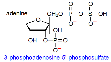 Formula of 3-phosphoadenosine 5'-phosphosulfate