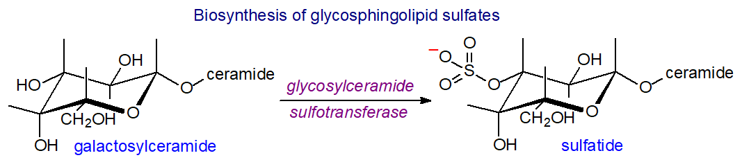 Biosynthesis of glycosphingolipid sulfates