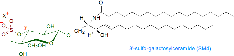 Formula of 3'-sulfo-galactosylceramide