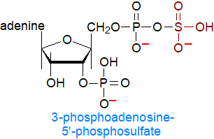 Formula of 3-phosphoadenosine 5'-phosphosulfate