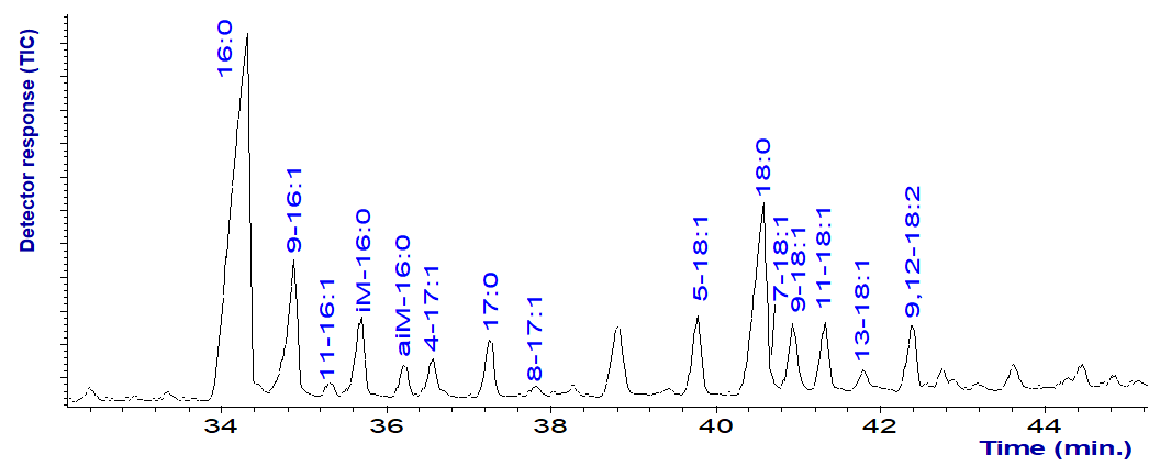 GC separation of pyrrolidides